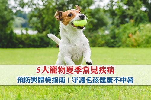 高溫來襲！5大貓狗夏季常見疾病-預防與體檢指南-守護毛孩健康不中暑